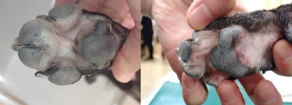 泉南動物病院画像