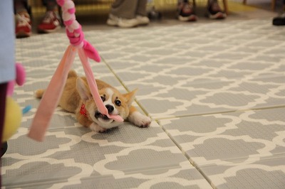 泉南動物病院画像