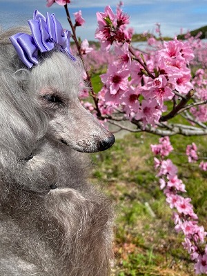 泉南動物病院画像