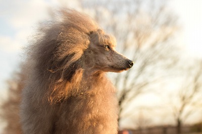 泉南動物病院画像