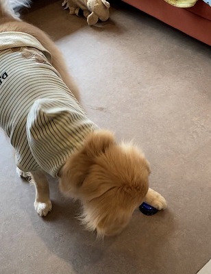 泉南動物病院画像