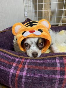 泉南動物病院画像