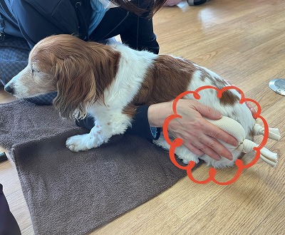 泉南動物病院画像