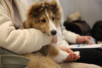 泉南動物病院画像