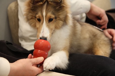 泉南動物病院画像