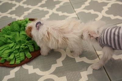 泉南動物病院画像