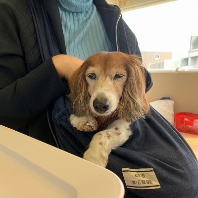 泉南動物病院画像