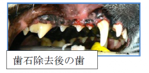 泉南動物病院画像