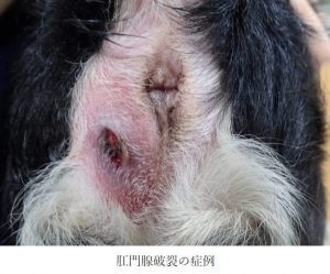泉南動物病院画像