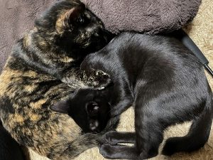 泉南動物病院画像