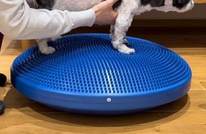 泉南動物病院画像