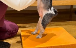 泉南動物病院画像