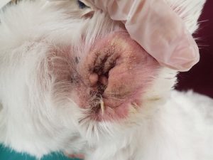 泉南動物病院画像