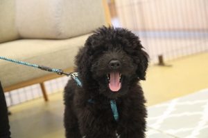 泉南動物病院画像