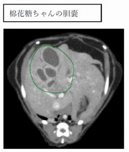 泉南動物病院画像