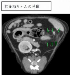 泉南動物病院画像