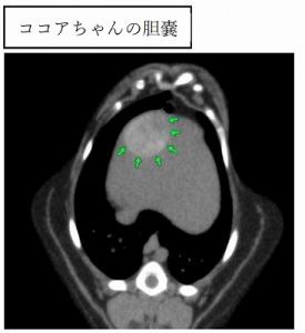 泉南動物病院画像