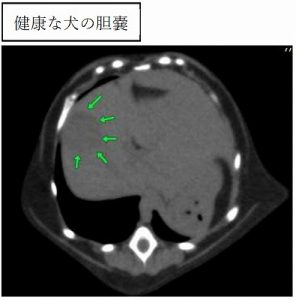 泉南動物病院画像
