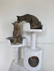 泉南動物病院画像