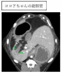 泉南動物病院画像