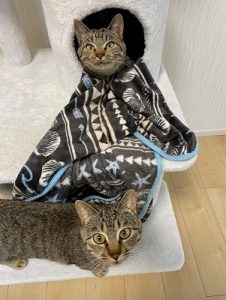 泉南動物病院画像
