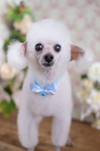 泉南動物病院画像