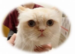 泉南動物病院画像
