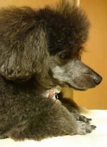 泉南動物病院画像