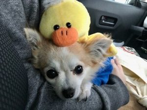 泉南動物病院画像