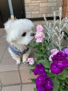 泉南動物病院画像