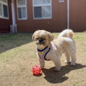 泉南動物病院画像