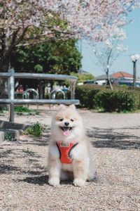 泉南動物病院画像