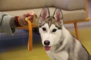 泉南動物病院画像