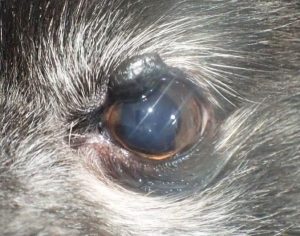 泉南動物病院画像