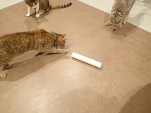 泉南動物病院画像