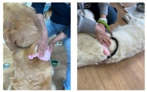 泉南動物病院画像