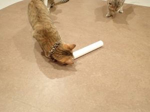 泉南動物病院画像