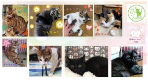 泉南動物病院画像