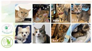 泉南動物病院画像