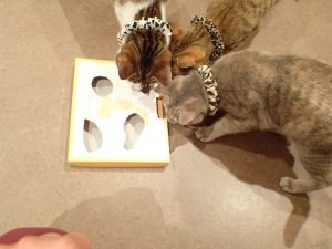 泉南動物病院画像