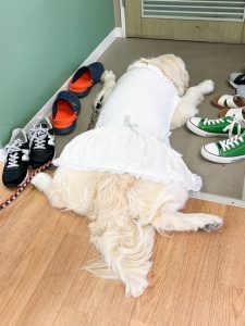 泉南動物病院画像