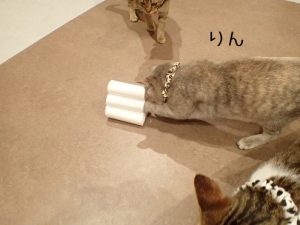 泉南動物病院画像