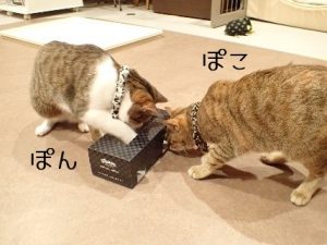 泉南動物病院画像