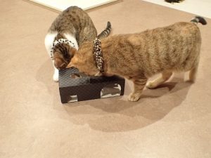 泉南動物病院画像