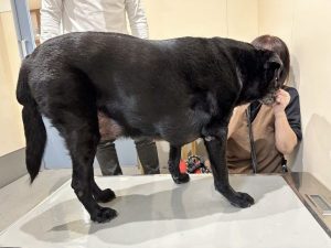 泉南動物病院画像