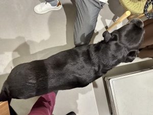 泉南動物病院画像
