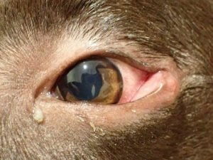 泉南動物病院画像