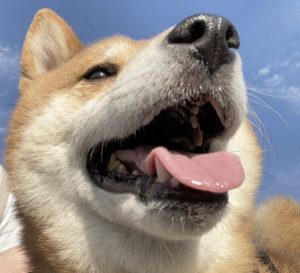 泉南動物病院画像