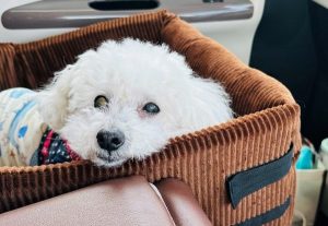 泉南動物病院画像