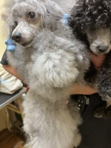 泉南動物病院画像